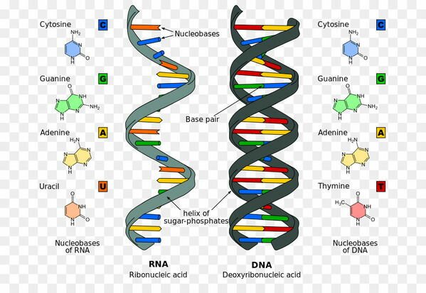 Цветок Жизни Строение ДНК